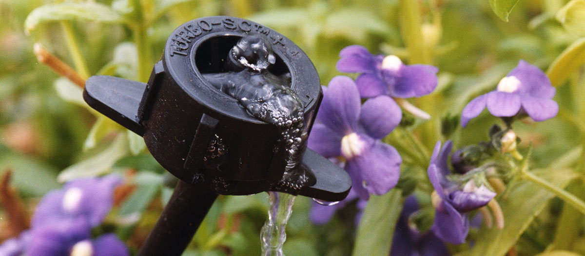Drip irrigation surrounded by purple flowers