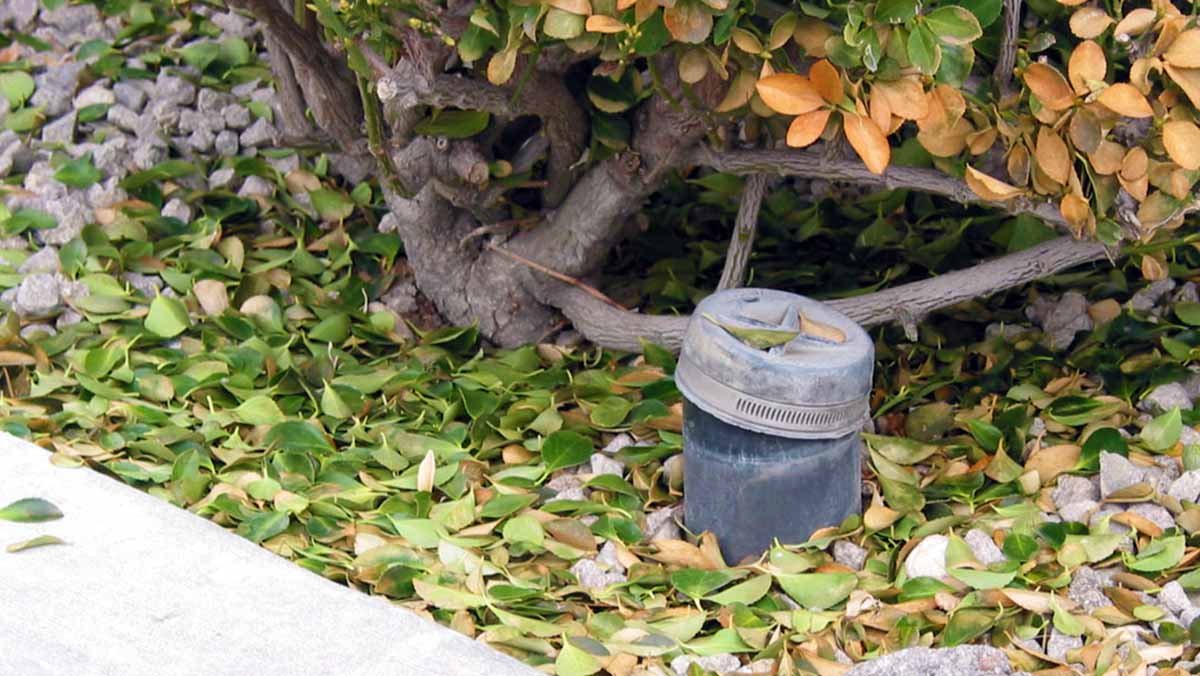 An example of a pool clean-out port located in a landscape area.