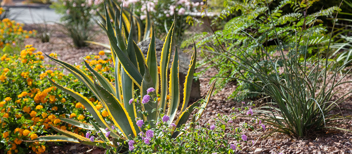 Desert-friendly landscape with cacti
