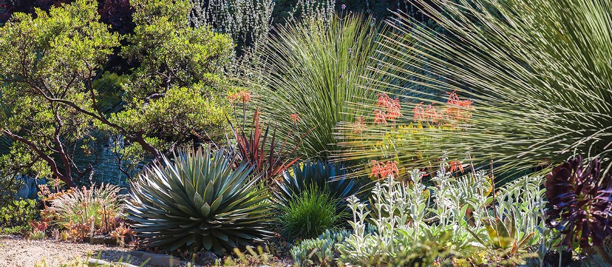 Xeriscape yard.